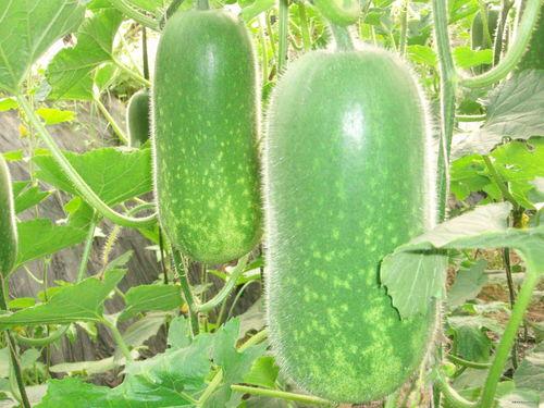 怀仁最近网红大瓜 吃瓜网51官网版,51官网版吃瓜网独家爆料